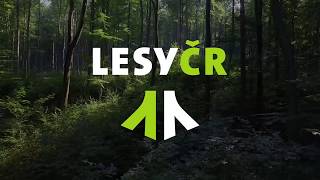 Vyjádření generálního ředitele Lesů ČR k certifikaci dřeva