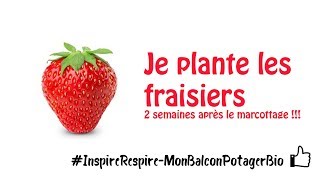 Comment planter des fraises en pot