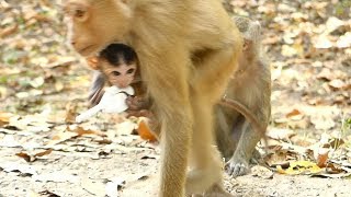 Rose Pigtail Catch Baby Dustin Go Away Mother Diamond | Monkey Crying