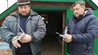 1.ч.// ГОЛУБИ // В ГОСТЯХ У ВИКТОРА РАВКОВИЧ //СТ. ЕГОРЛЫКСКАЯ. РОСТОВСКАЯ ОБЛ //13.11.19.