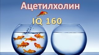 Ацетилхолин, IQ 160