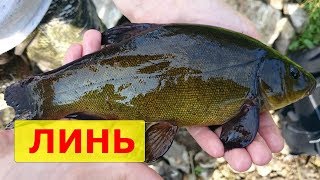 ловля линя на поплавочную удочку