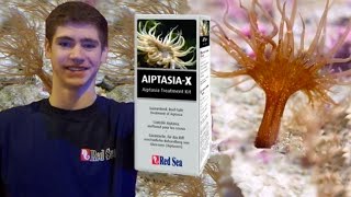 Aiptasia-X KILL Compilation