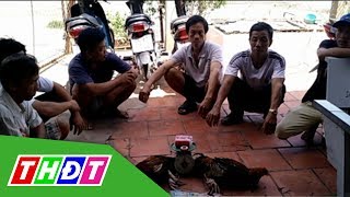 Đồng Tháp: Bắt 6 đối tượng đá gà ăn thua bằng tiền | THDT