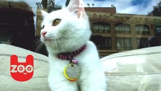 Crazy Cat Cafe in New York