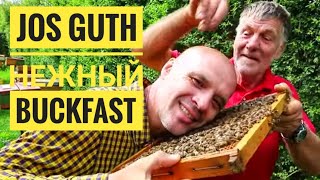 Миролюбие #Бакфаст зашкаливает. Пасека Жоса Гута (#JosGuth)