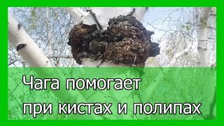Березовый гриб  чага помогает при кистах и полипах