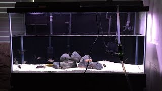How to Do Faster, Easier, and Cheaper Aquarium Water Changes