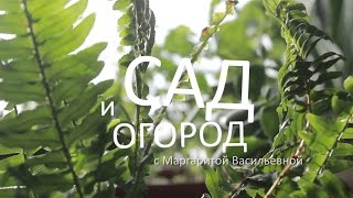 Сад и огород с Маргаритой Васильевной – сезон 2, выпуск 3