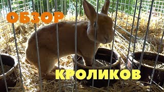 Чешская выставка кроликов / Проведение, продажа крольчат
