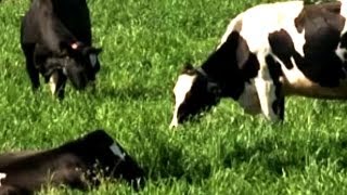 Hayvancılık - Süt İnekciliği (Karma Mera Hayvancılığı) 5. Bölüm