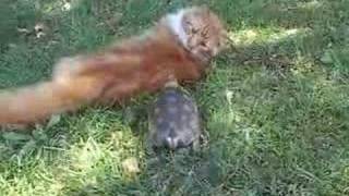 The killer tortoise