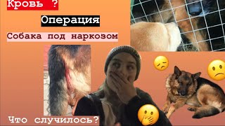 Что с собакой? Кровь из попы? Операция?Рем и наркоз