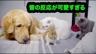 初めて新入りうさぎに会った犬, 猫たちの反応が超おもしろい！