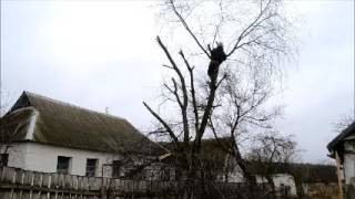 Как Своими Руками Спилить Дерево По Частям/ How to Do It Yourself to Cut a Tree in Parts