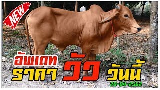#อัพเดท#ราคาวัว#ตลาดนัด#วัว ควาย#สัตว์เลี้ยง #มุกดาหาร
