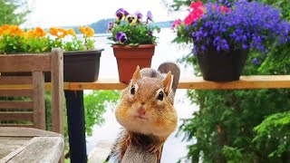 화려한 가을 낙엽 속 다람쥐 달이 | 2019 가을, 여름 영상 | Fabulous Fall Leaves With Chipmunk Darly
