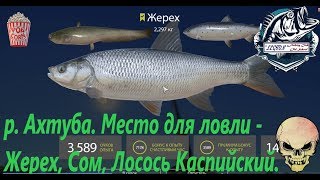 Русская рыбалка 4. р. Ахтуба. Точка для ловли Жереха,Сома.