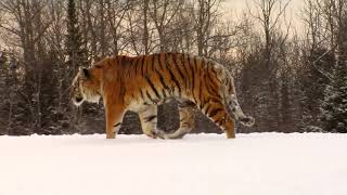 Endangered Siberian Tiger Running In Winter Snow