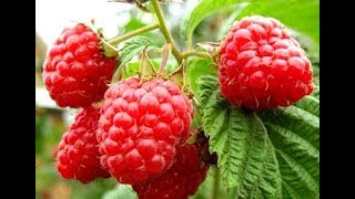 ПОДКОРМКА МАЛИНЫ ВЕСНОЙ