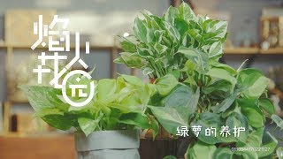 《焰火花园》94 花叶绿萝告诉你绿萝也能轻松扮美你的家
