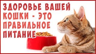 Лечебный КОРМ для КОШЕК. Для здоровья и долгой жизни!  Факты из уст хозяев. Аналогов НЕТ!