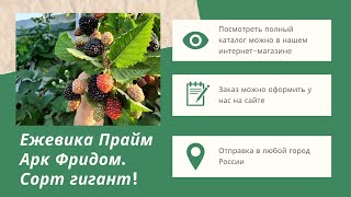Прайм Арк Фридом. Один из лучших сортов ежевики.
