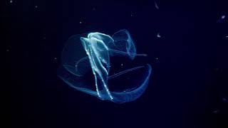 Bio-luminescent marine animal; from the depths of the darkest oceans