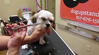 My Dog Has A Really Bad Ear Infection