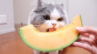 子猫が初めてメロンを食べるとこうなります笑