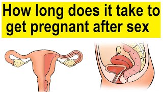 How long does it take to get pregnant after sex | How long does it take to get pregnant