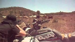 scrub bull