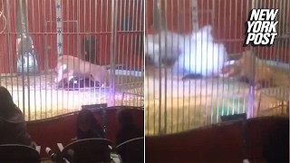 Lion attacks circus trainer in front of horrified families | New York Post
