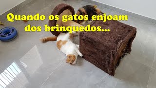 Quando os GATOS enjoam dos brinquedos... - Gatil Hauser