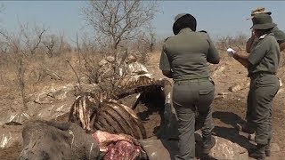 Afrique du Sud :  La  guerre totale contre le braconnage