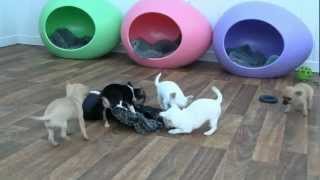 Chihuahua Puppies for Sale