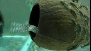 Ancistrus breeding - Reproducere ancistrus