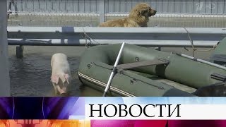 В Иркутской области ливни привели к настоящему бедствию.