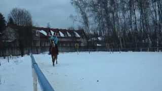 Верховая езда рысью на полукровном жеребце (ШВЕ Династия)