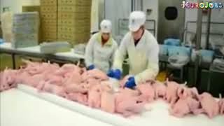 Lucru in Polonia la fabrica de carne, Работа на птицефабрике в Польше