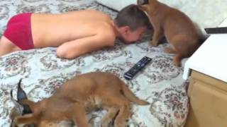 Caracal. Котята каракал питомник VipLeo.