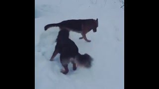 Драка банхара и немца, fight, Mongolian shepherd, German shepherd