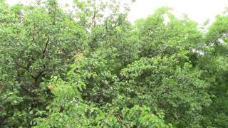 Футаж: Дождь, деревья - абрикос, софора японская. Footage: Rain, trees - apricot, Japanese Sophora.