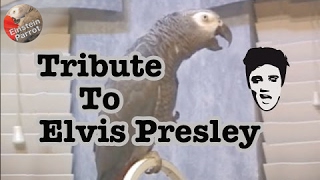 Einstein's Tribute to Elvis Presley