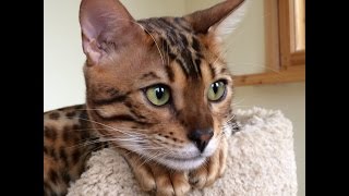 Любовь нечаянно нагрянет...) Бенгальские кошки Симба и Нала Exotic Pride