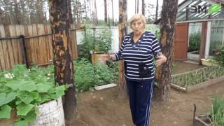 Применение Байкал ЭМ 1 на дачном участке