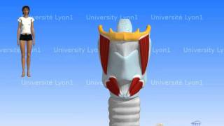 Le larynx - Localisation