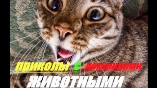 ★ПРИКОЛЫ ПРО ДОМАШНИХ И ДИКИХ ЖИВОТНЫХ ! демотиватор★ FUN WITH PETS !
