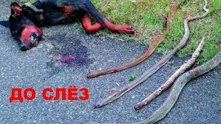 ДО СЛЁЗ? ЦЕНОЙ СОБСТВЕННОЙ ЖИЗНИ ДОБЕРМАН СПАС СВОИХ ХОЗЯЕВ