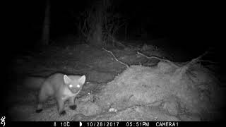 Pine marten - scent marking in Yorkshire